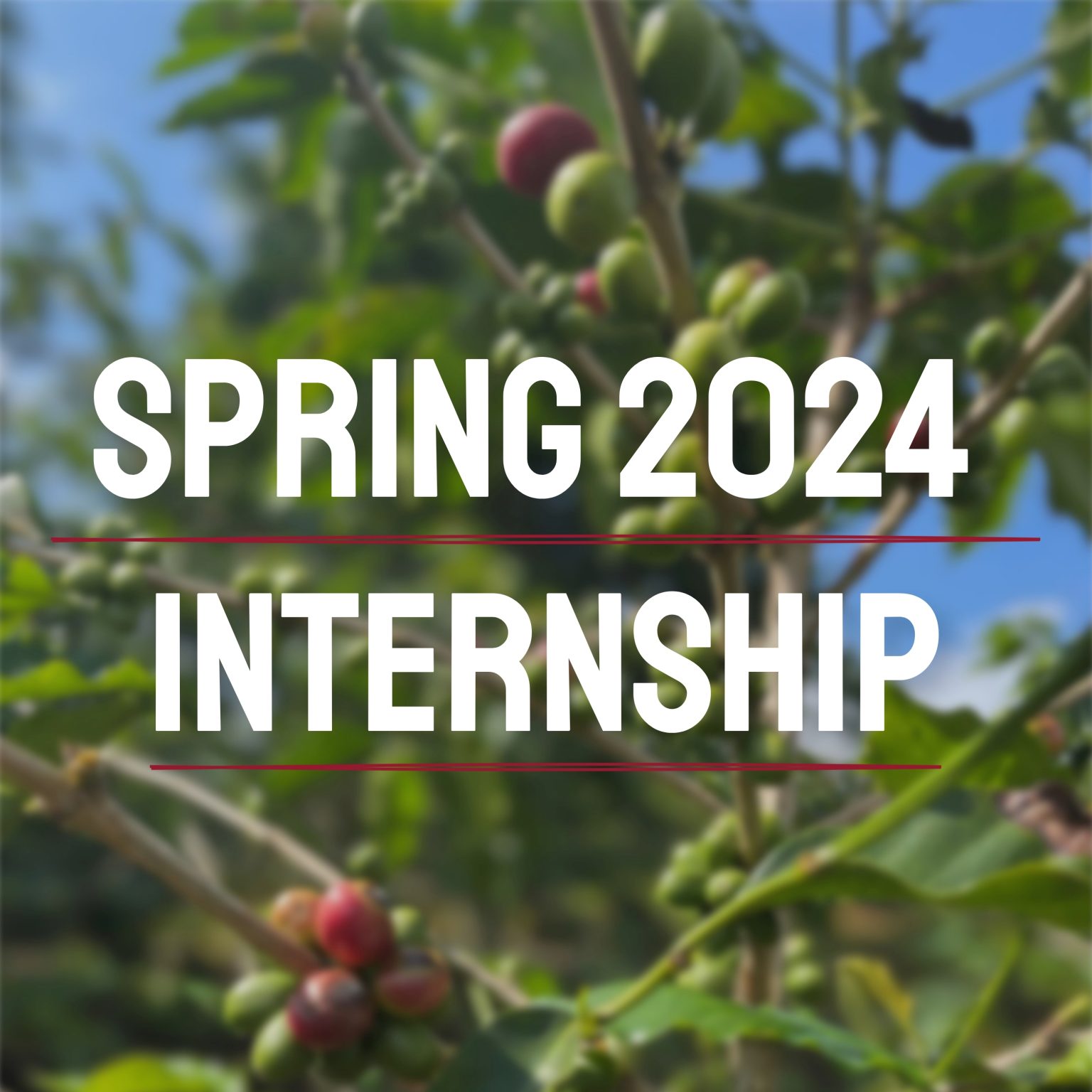 Spring 2024 Internship at the Danida Business Partnerships Secretariat